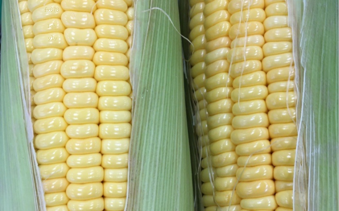 农产品期货及焦煤钢矿系期货日评