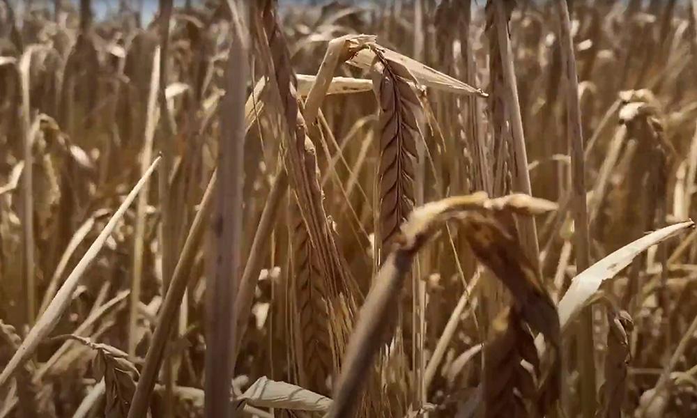 供应不足大宗商品价格保持高位，威胁全球经济