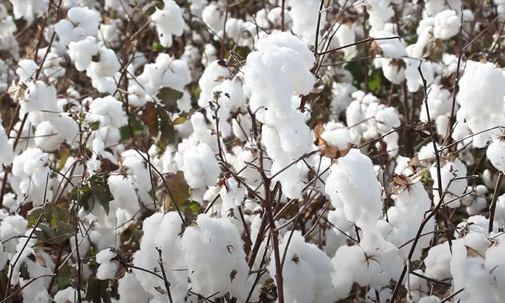 国信期货日评：黄金反弹白银承压，苹果下方存在支撑