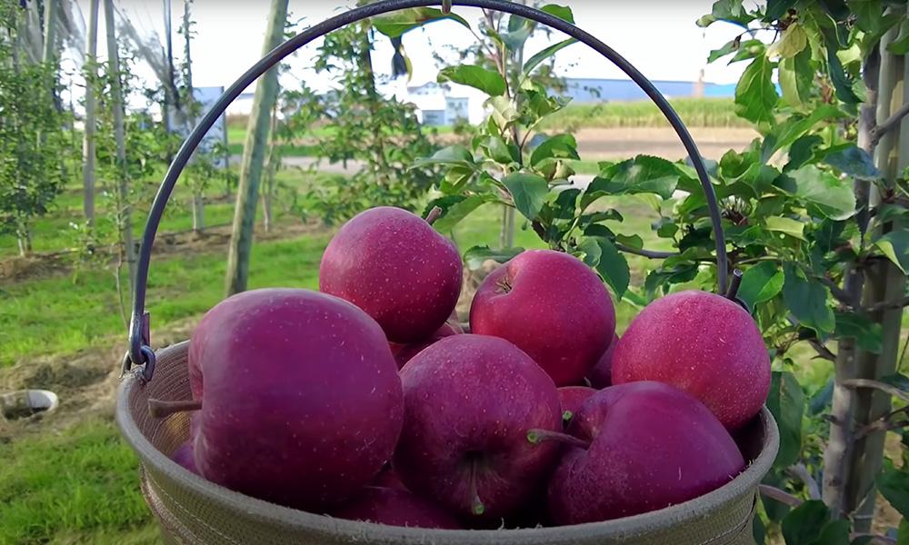 国信期货日评：宏观氛围向好锌镍上行，苹果延续上涨