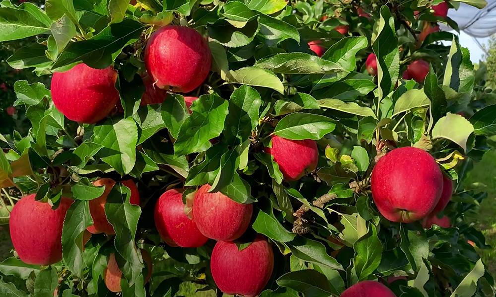 国信期货日评：金银震荡偏强，铁合金需求环比改善